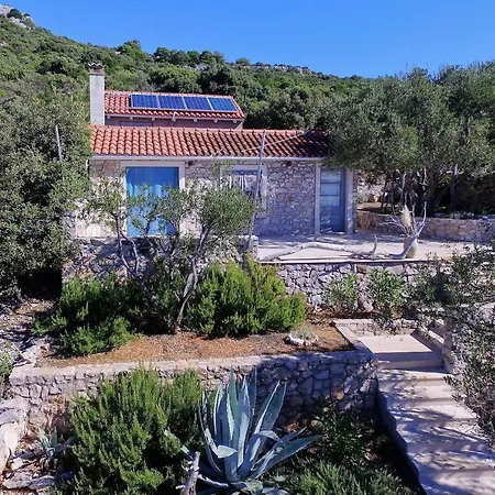 House Lemon Tree *